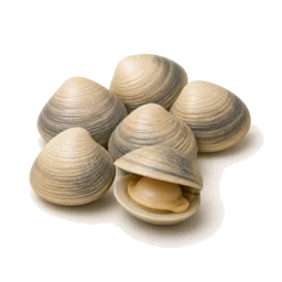 Nghêu